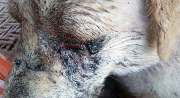 Κατακρεούργησαν ένα αθώο σκυλί στην Τραπεζοντή