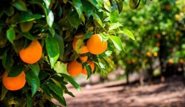 Στο Κατάρ ελπίζουν τα ελληνικά πορτοκάλια βαλέντσια
