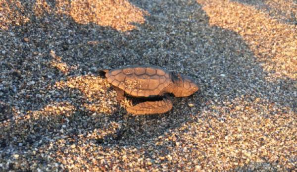 Τα πρώτα χελωνάκια κολυμπάνε στον Λακωνικό Κόλπο