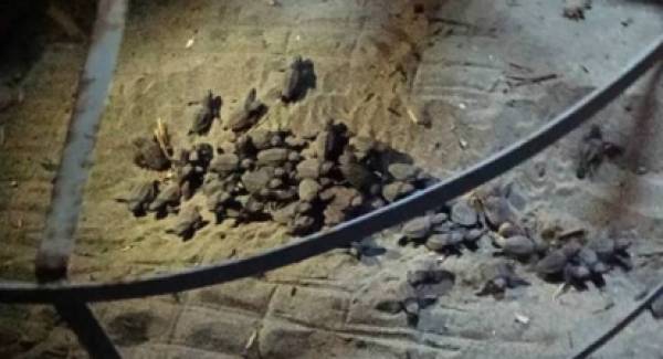 Εκσκαφή εκκολαφθεισών χελωνοφωλιών στη Νεάπολη