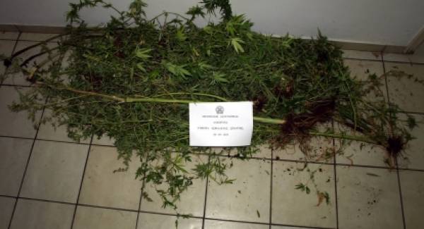 Συνελήφθη 38χρονος για φυτεία κάνναβης στη Λακωνία