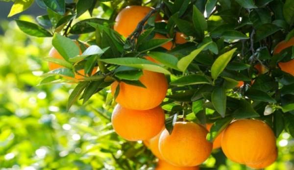 Σε καλό δρόμο η διακίνηση πορτοκαλιού στην Πελοπόννησο