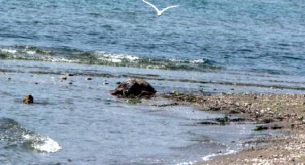 Μια ακόμα νεκρή θαλάσσια χελώνα στον Λακωνικό