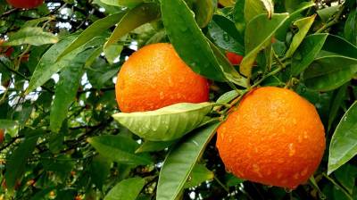 Προχωρά η συγκομιδή στα πορτοκάλια Βαλέντσια