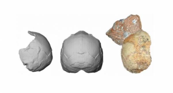 Kρανίο 210.000 ετών βρέθηκε στη Μάνη