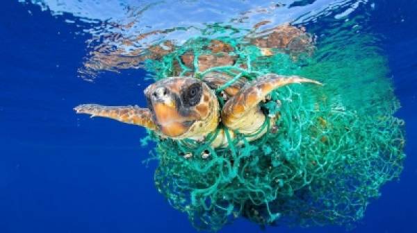 Αυξημένοι οι εκβρασμοί θαλάσσιων χελωνών στο Λακωνικό Κόλπο το 2019