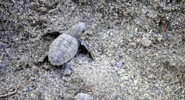 Τα πρώτα χελωνάκια του 2019 κολυμπάνε στον Λακωνικό Κόλπο