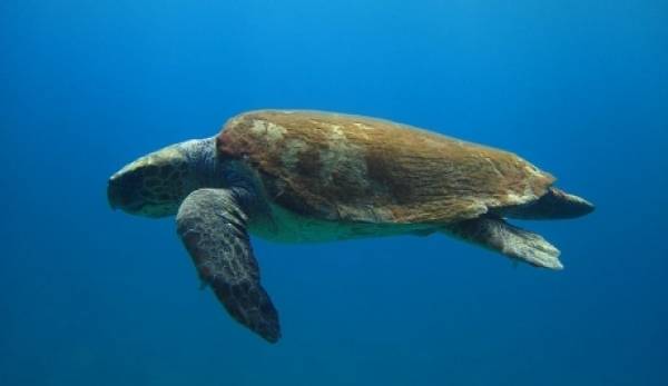 Mάνη: Σαράντα άνθρωποι έχουν νιώσει το «άγγιγμα» της Θαλάσσιας Χελώνας