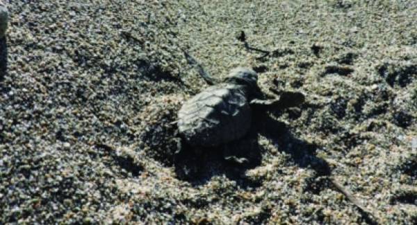Τα πρώτα χελωνάκια κολυμπούν στα λακωνικά νερά