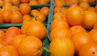 Πορτοκάλι Βαλέντσια στα 50 λεπτά η τιμή παραγωγού στη Λακωνία