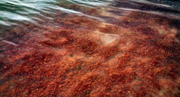 Κόκκινη παλίρροια στο Ναύπλιο