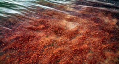 Κόκκινη παλίρροια στο Ναύπλιο