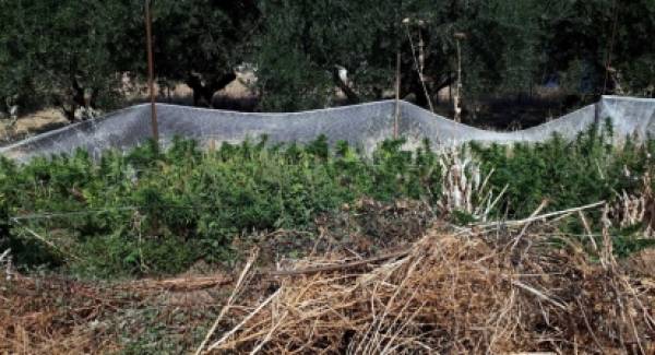 Εντοπισμός φυτείων κάνναβης και συλλήψεις για ναρκωτικά στην Πελοπόννησο