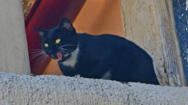Η άτακτη γάτα του Ναυπλίου (photos)
