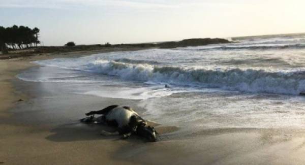 Απίστευτο! Η θάλασσα ξέβρασε… αγελάδα στην Κυπαρισσία