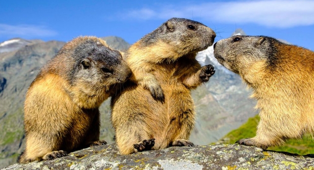 https://cdn.np-media.gr/media/news/2019/10/04/44114/photos/snapshot/2019-10-04_126_marmots-nature-photos-1537973825.jpg