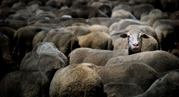 https://cdn.np-media.gr/media/news/2019/10/04/44114/photos/snapshot/2019-10-04_744_sheep.jpg