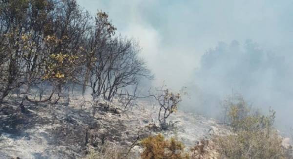 Πυρκαγιά σε δύσβατη περιοχή στους Γαργαλιάνους (photos)