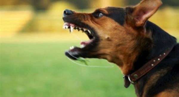 Επίθεση αδέσποτου σκύλου σε γυναίκα στην Τρίπολη