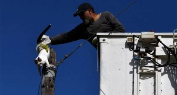 Κόρινθος: Στήθηκε επιχείρηση διάσωσης γάτας από στύλο (video)