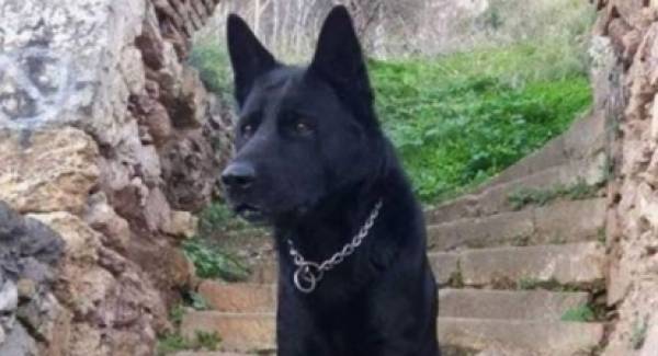 Ναύπλιο: Το συγκινητικό «αντίο» της ΕΛΑΣ στον αστυνομικό σκύλο Blacky