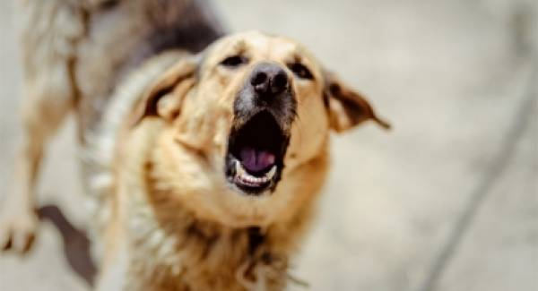Νέα επίθεση αδέσποτου σκύλου σε γυναίκα στην Τρίπολη