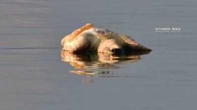 Νεκρή θαλάσσια χελώνα στο λιμάνι του Ναυπλίου