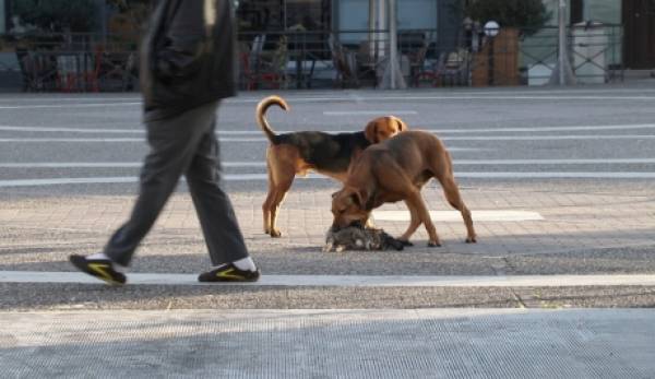 Σοκ! Αδέσποτοι σκύλοι κατασπάραξαν γάτο στην κεντρική πλατεία της Σπάρτης! (video)