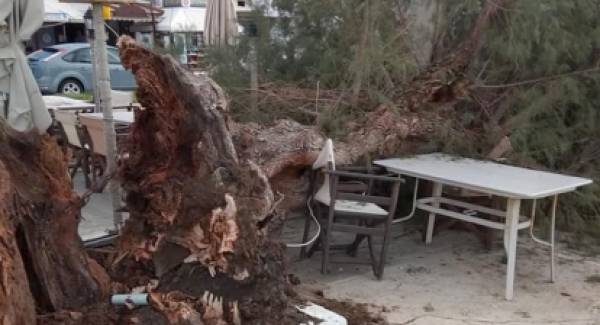 Δένδρο έσπασε στα δύο στο λιμάνι της Νεάπολης