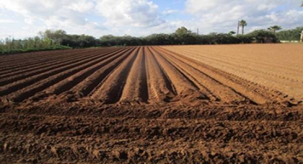 Κινδυνεύει η καλλιέργεια της πατάτας στην Καλαμάτα