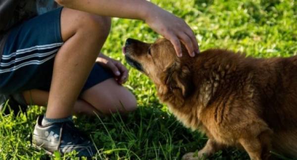 Κτηνωδία στην Αρκαδία: Κρέμασαν σκύλο σε δέντρο