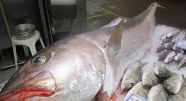Ψάρι «γίγαντα» 54 κιλών ψάρεψαν στη Λακωνική Μάνη (video)