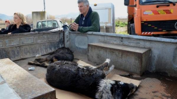 Ο Δήμος Ναυπλιαίων επικήρυξε δολοφόνους αδέσποτων σκυλιών