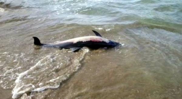 Νεκρό δελφίνι στον Κορινθιακό
