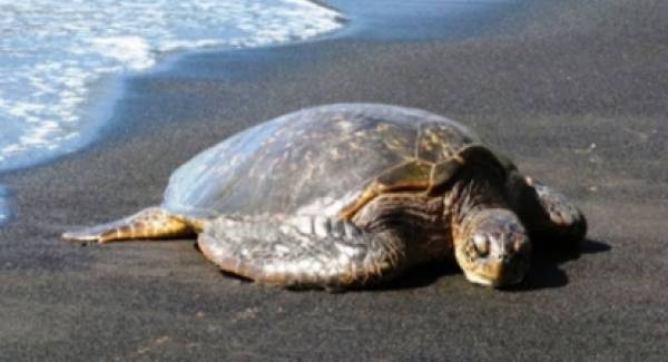 Nεκρές θαλάσσιες χελώνες σε Σαρωνικό και Ελαφόνησο!