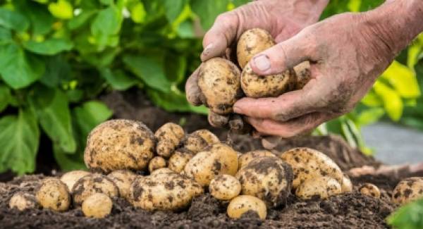 Έντονη ανησυχία: Η Αίγυπτος απειλεί την πατάτα της Πελοποννήσου