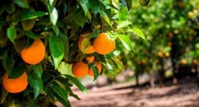 Αυξημένη ζήτηση και τιμή 25 λεπτά το κιλό, για τα πορτοκάλια Βαλέντσια