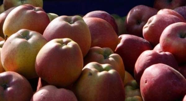 220 τόνοι μήλα αδιάθετοι στην Αρκαδία. Άλλοι 800 τόνοι στη χυμοποίηση…