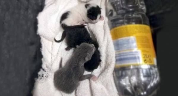 Ασυνείδητος έριξε 3 νεογέννητα γατάκια σε κάδο απορριμμάτων!