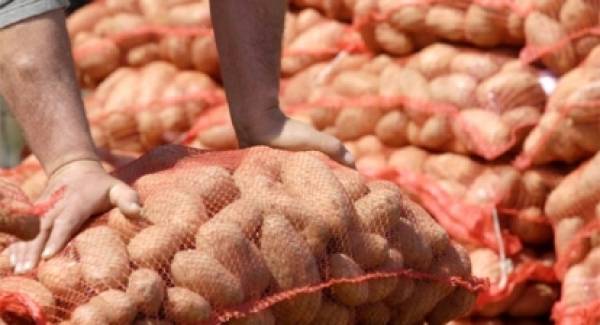 Για να φθάσει η πατάτα Μεσσηνίας στον καταναλωτή σε άριστη κατάσταση