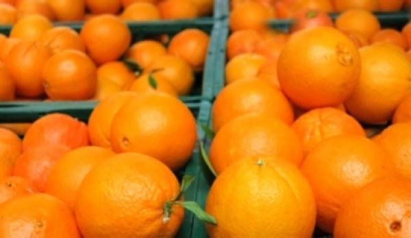 «Σηκώνουν» τιμή τα πορτοκάλια. Ιταλοί κόβουν στη Λακωνία με 35 λεπτά!
