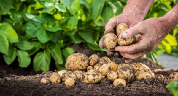 Δέκα «εντολές» για τη συγκομιδή της εαρινής πατάτας στη Μεσσηνία