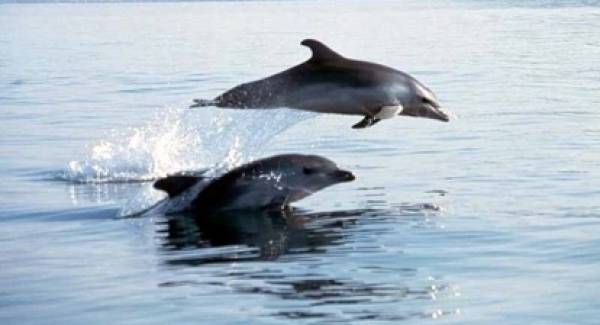 Δελφίνια στον Πατραϊκό