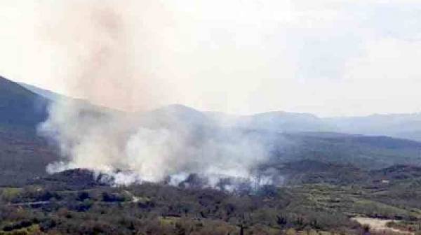 Κάηκαν 440 στρέμματα δασικής βλάστησης στη Μεγαλόπολη