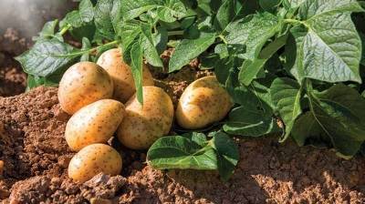Η μεγάλη επιστροφή στην καλλιέργεια πατάτας. Έρχονται 100.000 τόνοι από την Πελοπόννησο!