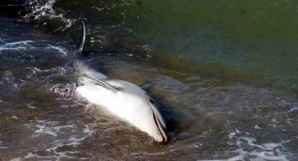 Νεκρό δελφίνι στη Μονεμβάσια