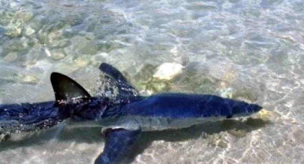 Λουτράκι: Καρχαρίας εκεί που σκάζει το κύμα (video)