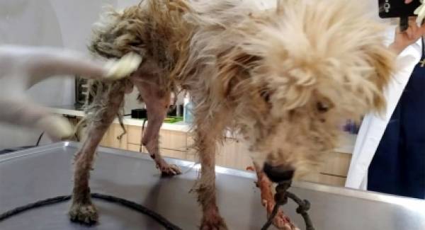 Πέταξαν ζωντανό σκυλάκι στο φράγμα Πηνειού στην Ηλεία