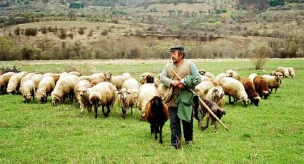 ΣΥΡΙΖΑ: «Ανικανότητα η αδιαφορία της Κυβέρνησης για τους Κτηνοτρόφους;»
