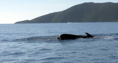Τι συμβαίνει στις θάλασσές μας; Τραυματισμένη φάλαινα ανοικτά του Λεωνιδίου (video – photos)